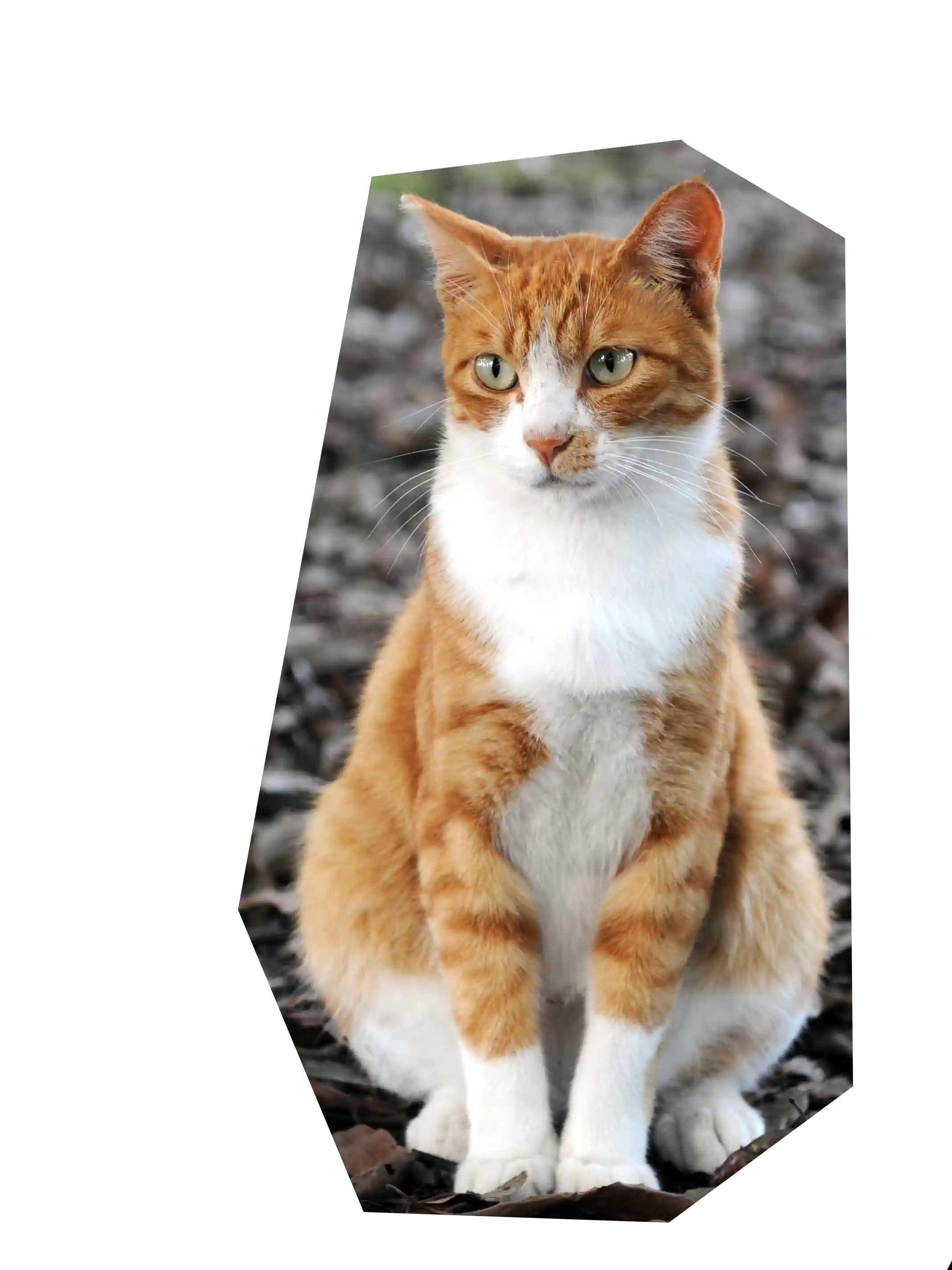 The orange cat, compressed and cropped into a seven sided polygon