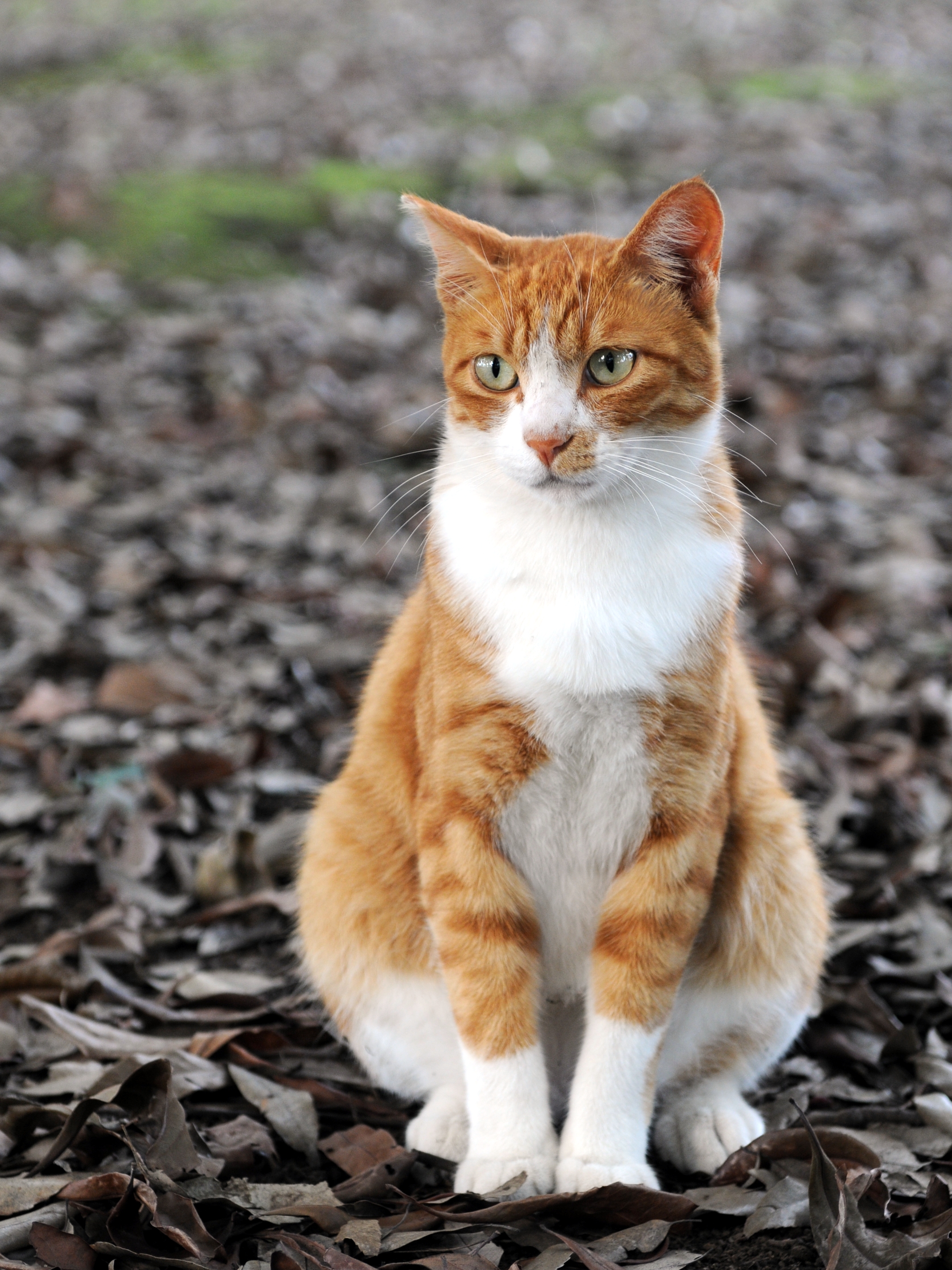 A jpg of an orange cat, in good looking quality